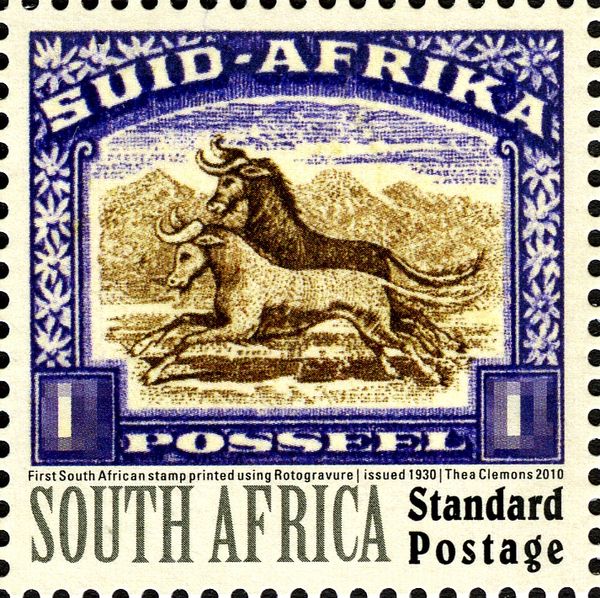 Blue Wildebeest (Connochaetes taurinus)