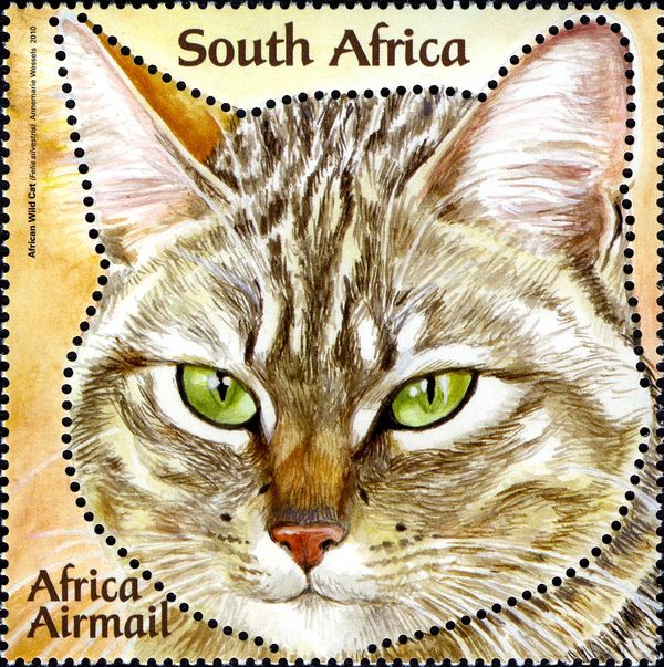 Wildcat (Felis silvestris)