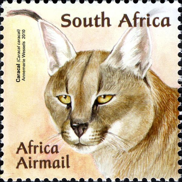 Caracal (Caracal caracal)