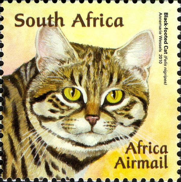 Black-footed Cat (Felis nigripes)