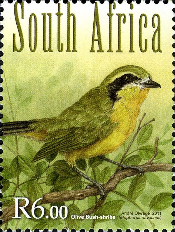 Olive Bushshrike (Telophorus olivaceus)