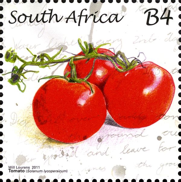 Tomato