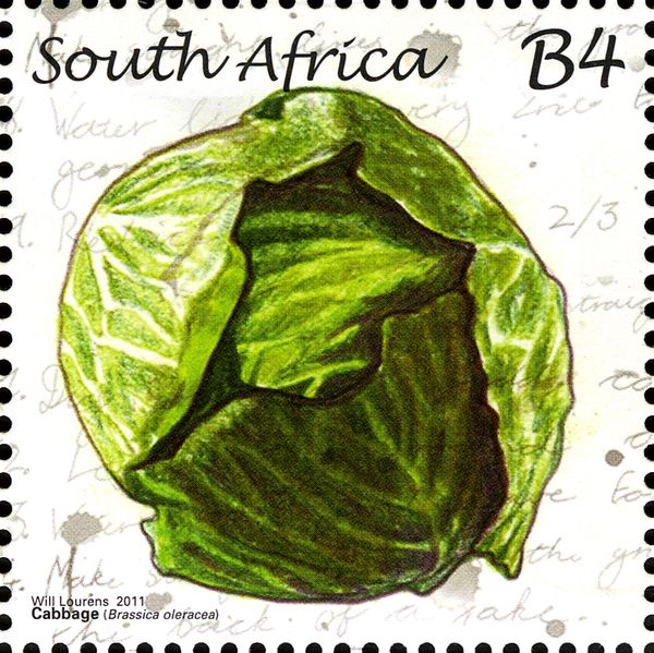 Cabbage