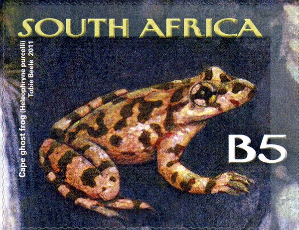 Purcell's Ghost Frog (Heleophryne purcelli)