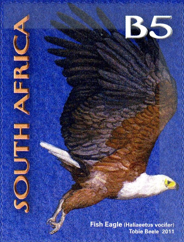 African Fish Eagle (Haliaeetus vocifer)