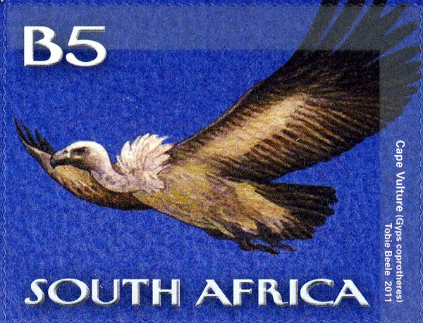 Cape Vulture (Gyps coprotheres)