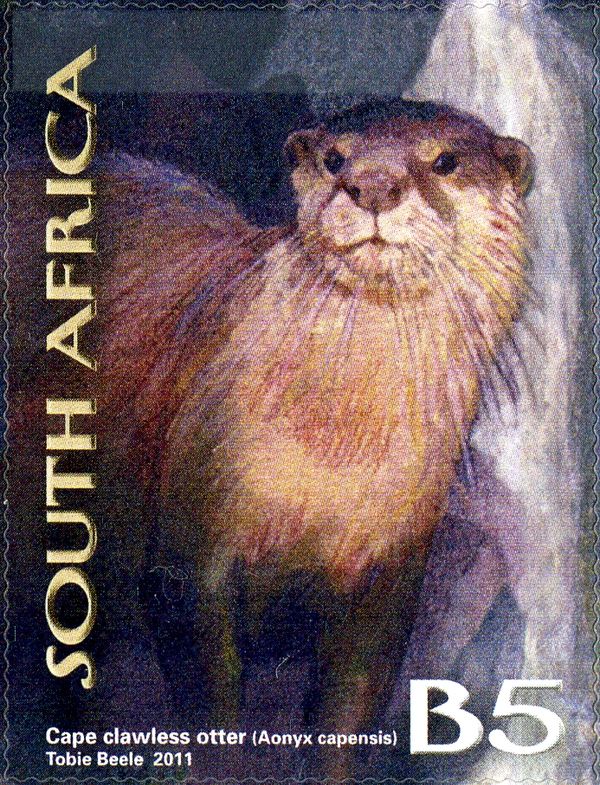 African Clawless Otter (Aonyx capensis)