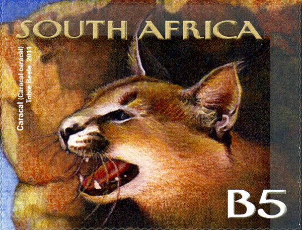 Caracal (Caracal caracal)
