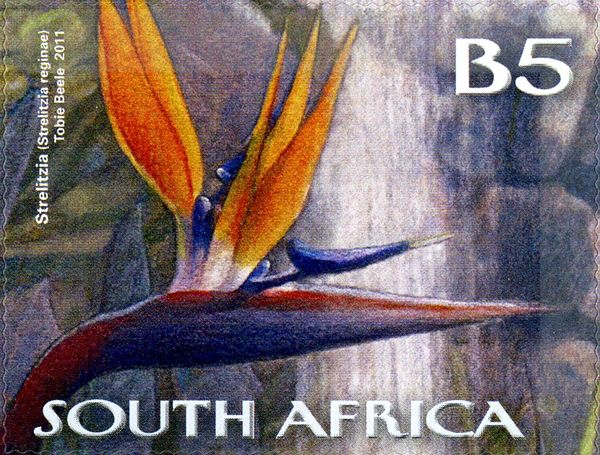 Bird-of-Paradise Flower (Strelitzia reginae)