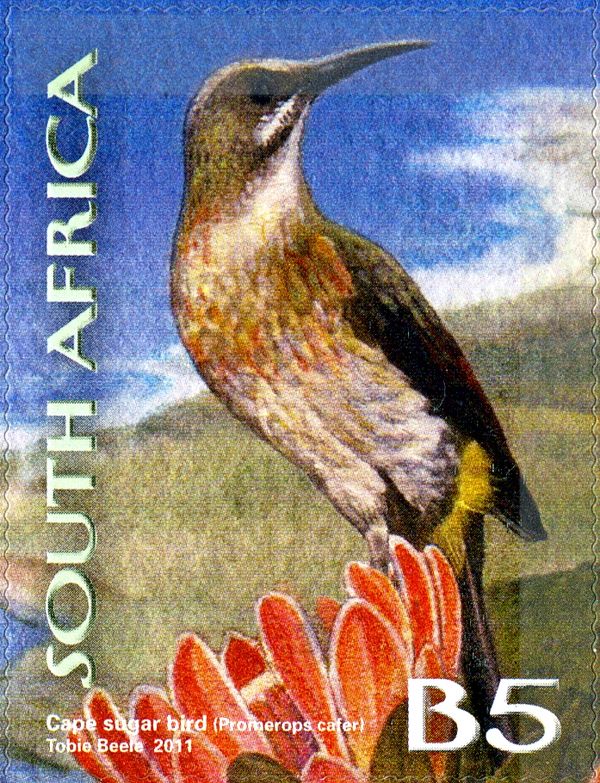 Cape Sugarbird (Promerops cafer)