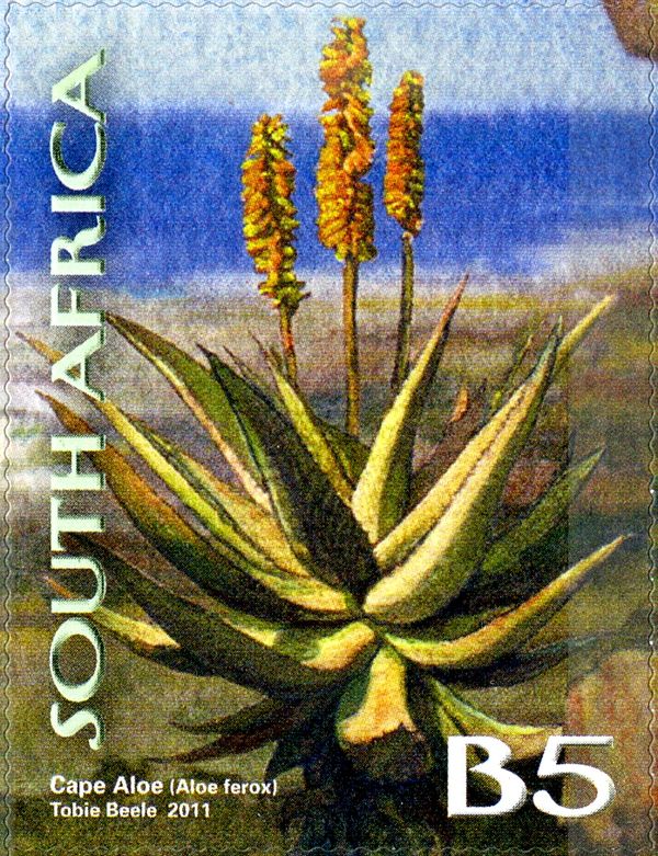Cape Aloe (Aloe ferox)