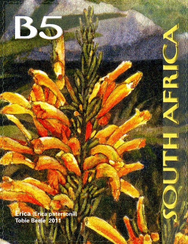 Mealie Heath (Erica patersonii)