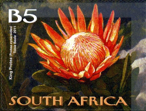 King Protea (Protea cynaroides)