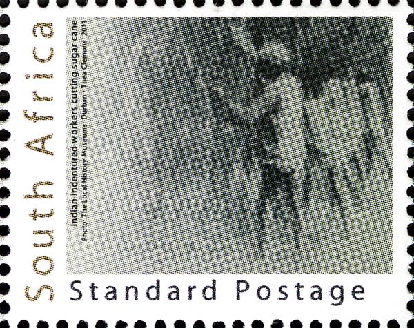 Indian Indentured Workers Cutting Sugar Cane
