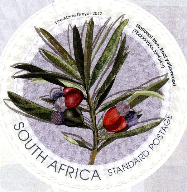 Nationl Tree - Real Yellowwood (Podocarpus latifolius)