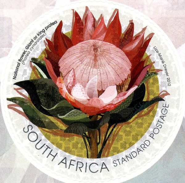 National Flower - King Protea (Protea cynaroides)