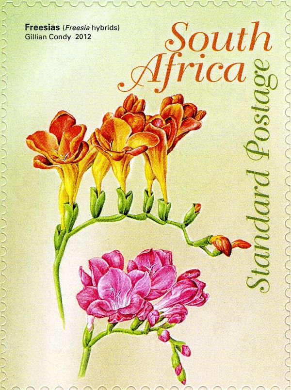 Freesias (Freesia hybrids)