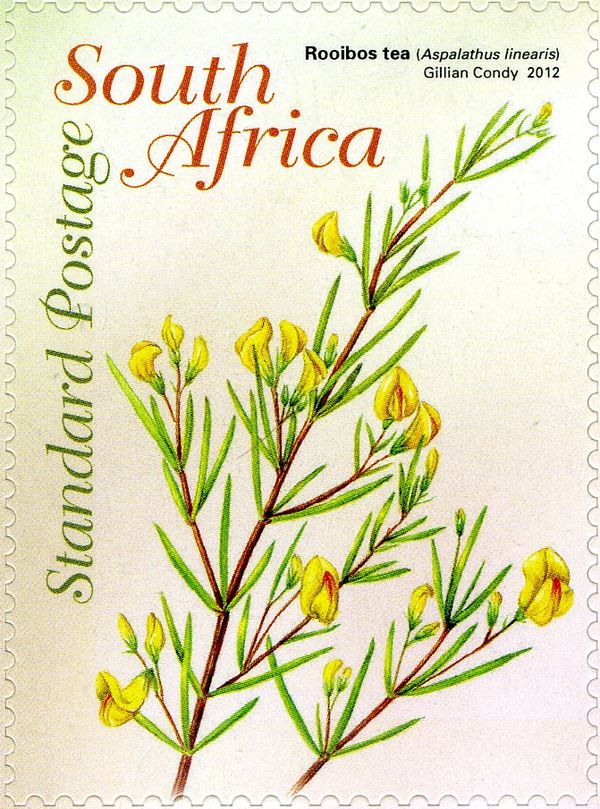 Rooibos Tea (Aspalathus linearis)