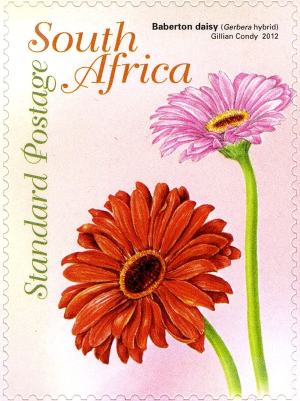 Baberton Daisy (Gerbera hybrid)