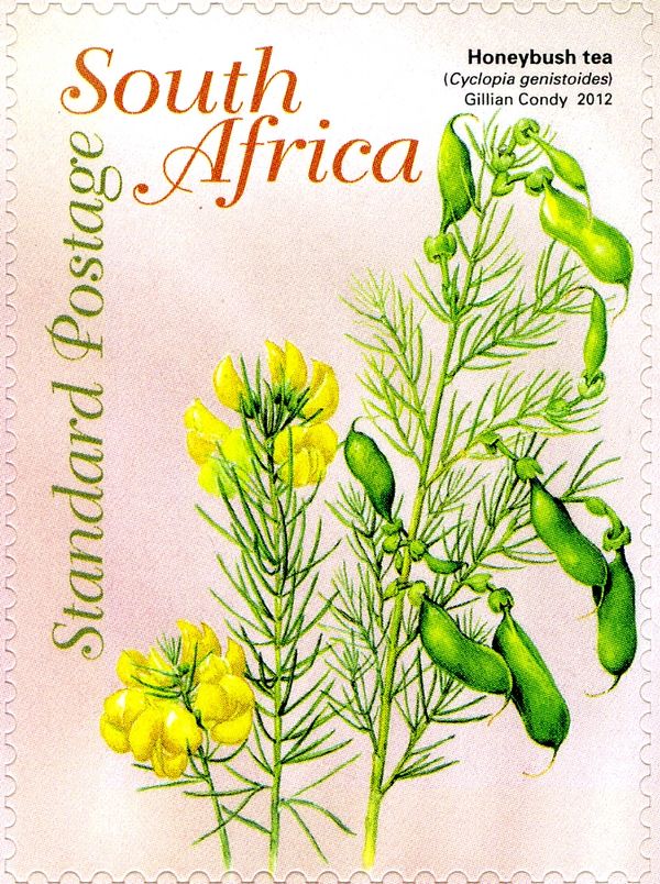 Honeybush Tea (Cyclopia genistoides)
