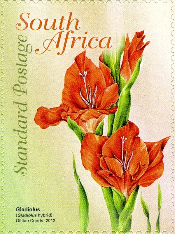 Gladiolus (Gladiulus hybrid)