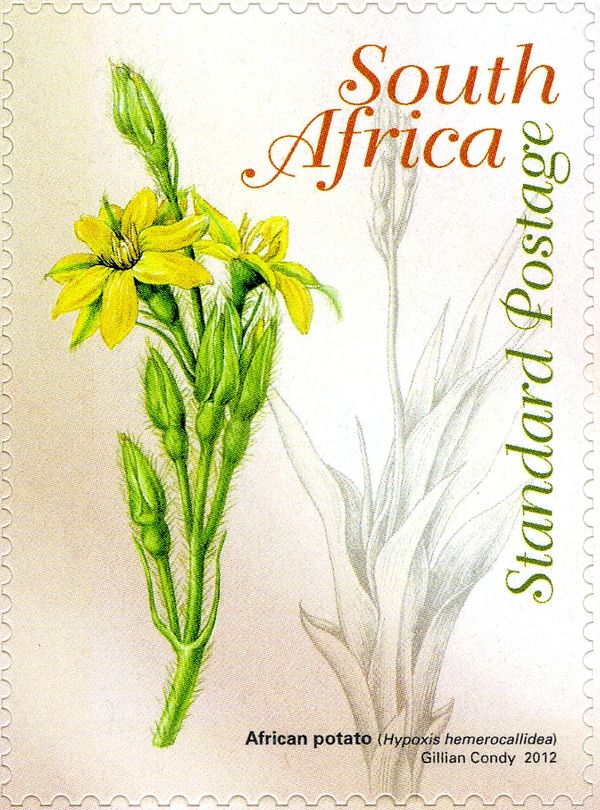 African Potato (Hypoxis hemerocallidea)