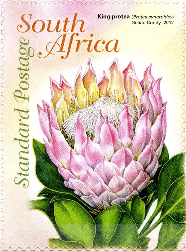 King Protea (Protea cynaroides)