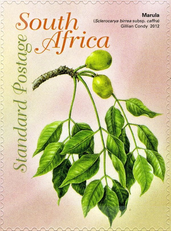 Marula (Sclerocarya birrea subsp. caffra)