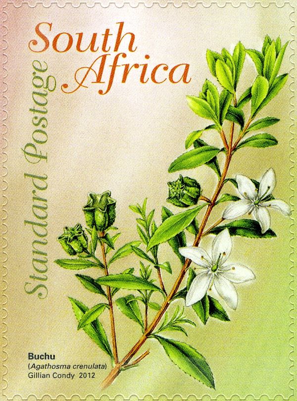Buchu (Agathosma crenulata)