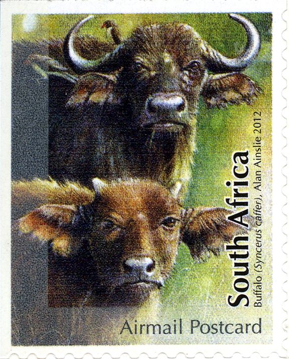 African Buffalo (Syncerus caffer)