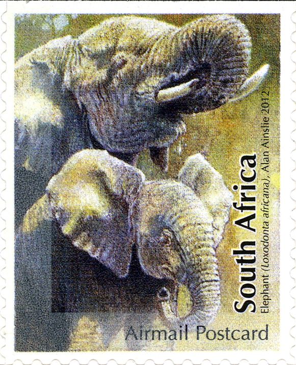 African Elephant (Loxodonta africana)