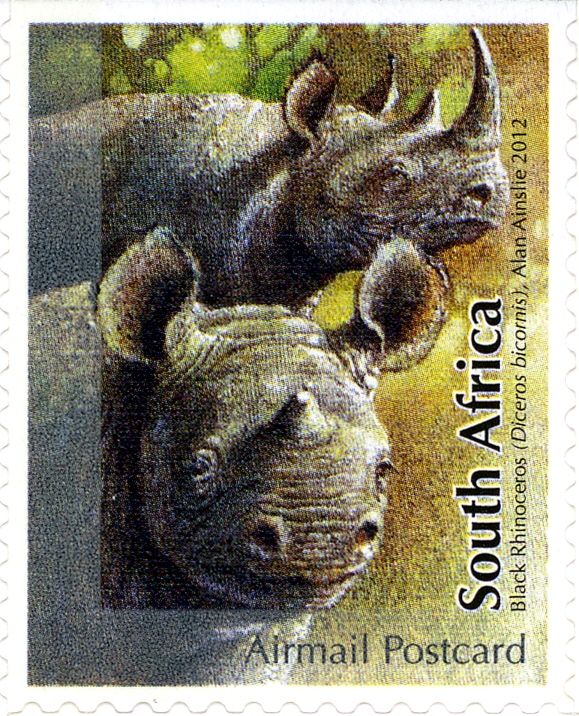 White Rhinoceros (Ceratotherium simum)