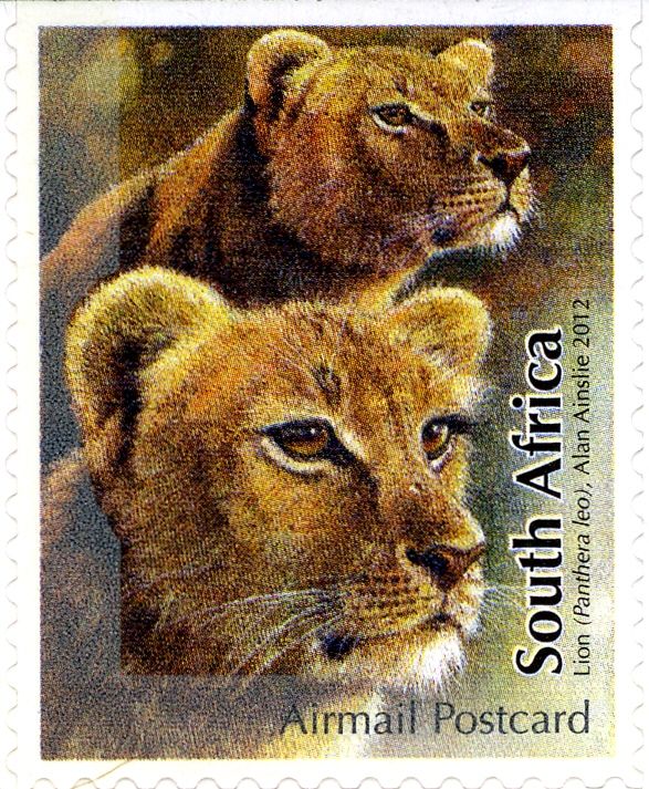 Lion (Panthera leo)