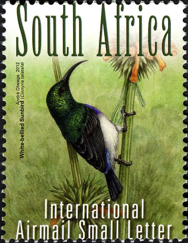 White-bellied Sunbird (Cinnyris talatala)