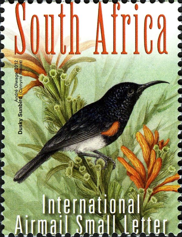 Dusky Sunbird (Cinnyris fuscus)