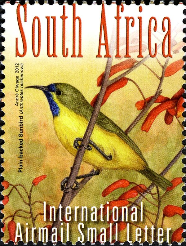 Plain-backed Sunbird (Anthreptes reichenowi)