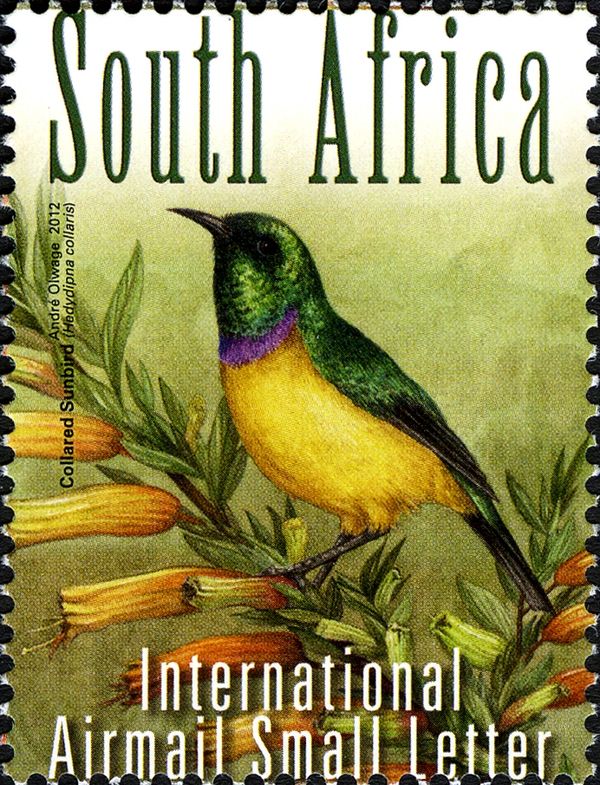 Collared Sunbird (Hedydipna collaris)