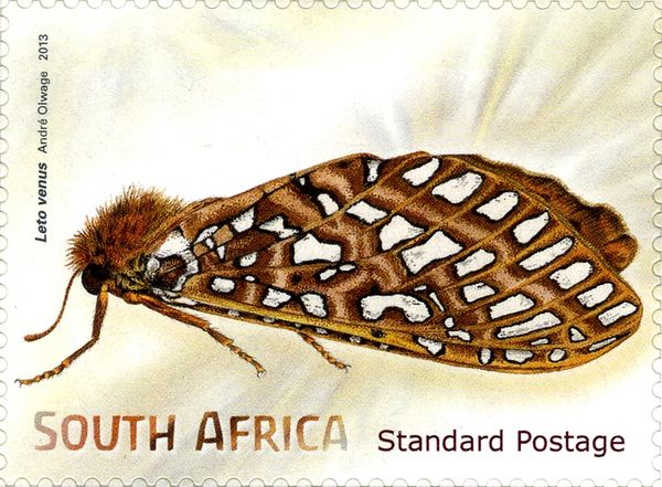Silver Spotted Ghost (Leto venus)