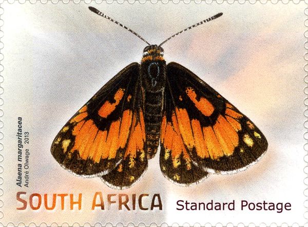 Wolkberg Zulu (Alaena margaritacea)