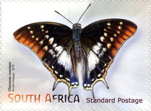 Marieps Emperor (Charaxes marieps)