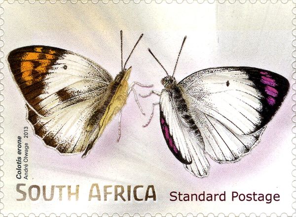Coast Purple Tip (Colotis erone)