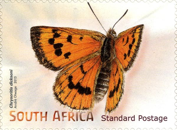 Dickson's Strandveld Copper (Chrysoritis dicksoni)