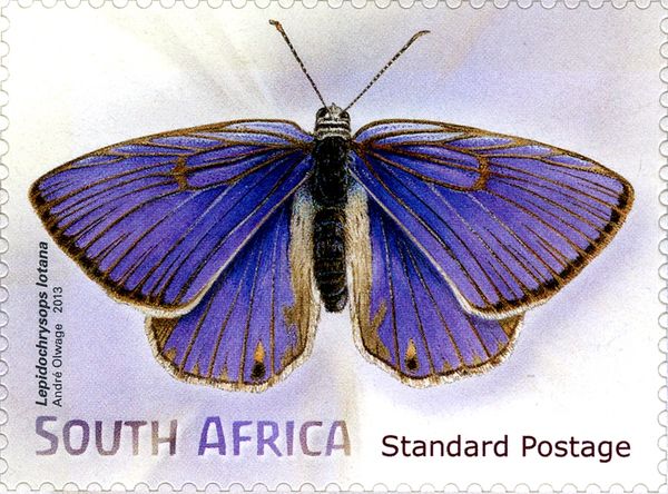 Lotana Blue (Lepidochrysops lotana)