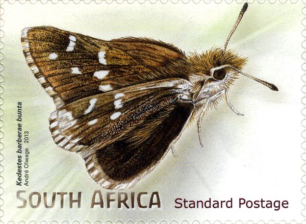 Barber's Ranger (Kedestas barberae ssp. bunta)