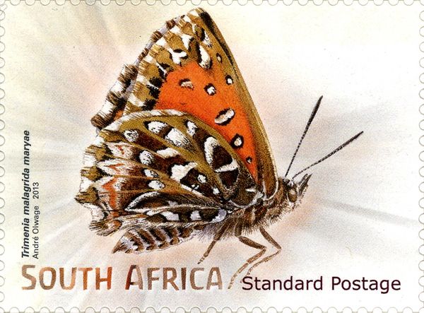 Scarce Mountain Copper (Trimenia malagrida ssp. maryae)