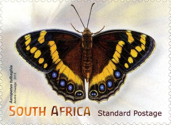 Table Mountain Beauty (Aeropetes tulbaghia)