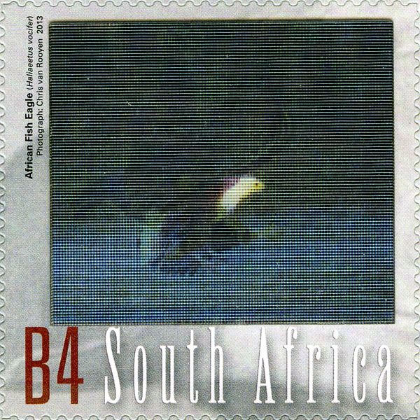 Flight of African Fish Eagle, from m/s