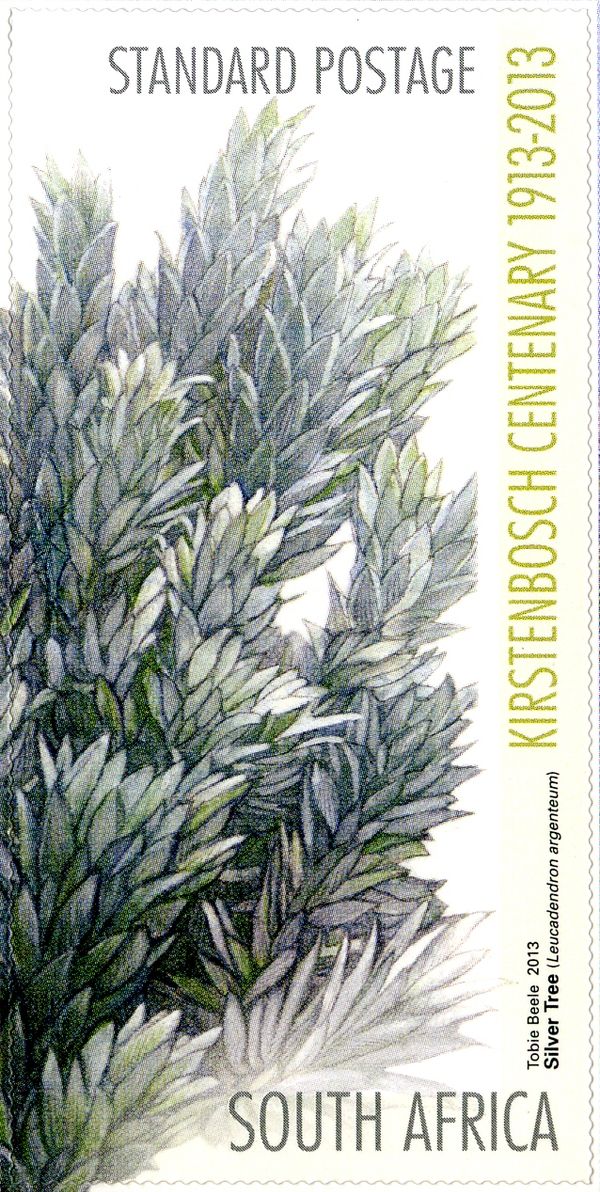 Silver Tree (Leucadendron argenteum)