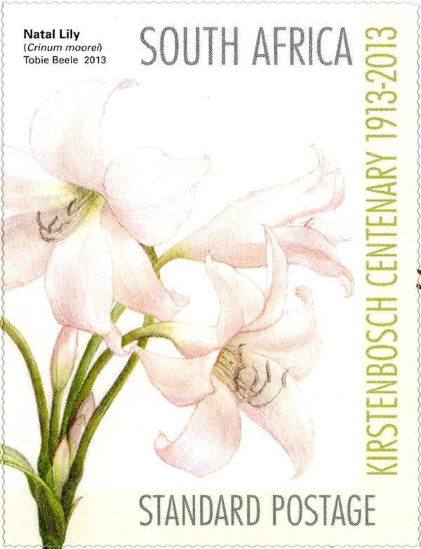 Moore's Crinum (Crinum moorei)