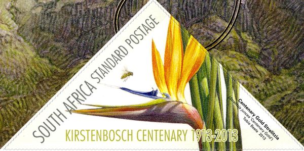 Gold Strelitzia (Strelitzia juncea)